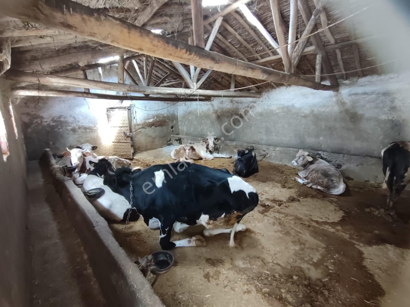 İg`den Saraçoğlu'nda 2228 M2 Arsa 4 Daire 1 Dükkan Besi Çiftliği - Görsel 6