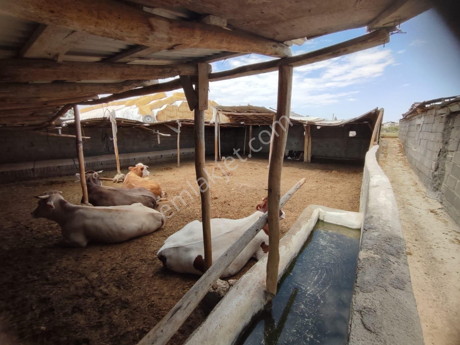 İg`den Saraçoğlu'nda 2228 M2 Arsa 4 Daire 1 Dükkan Besi Çiftliği - Görsel 33