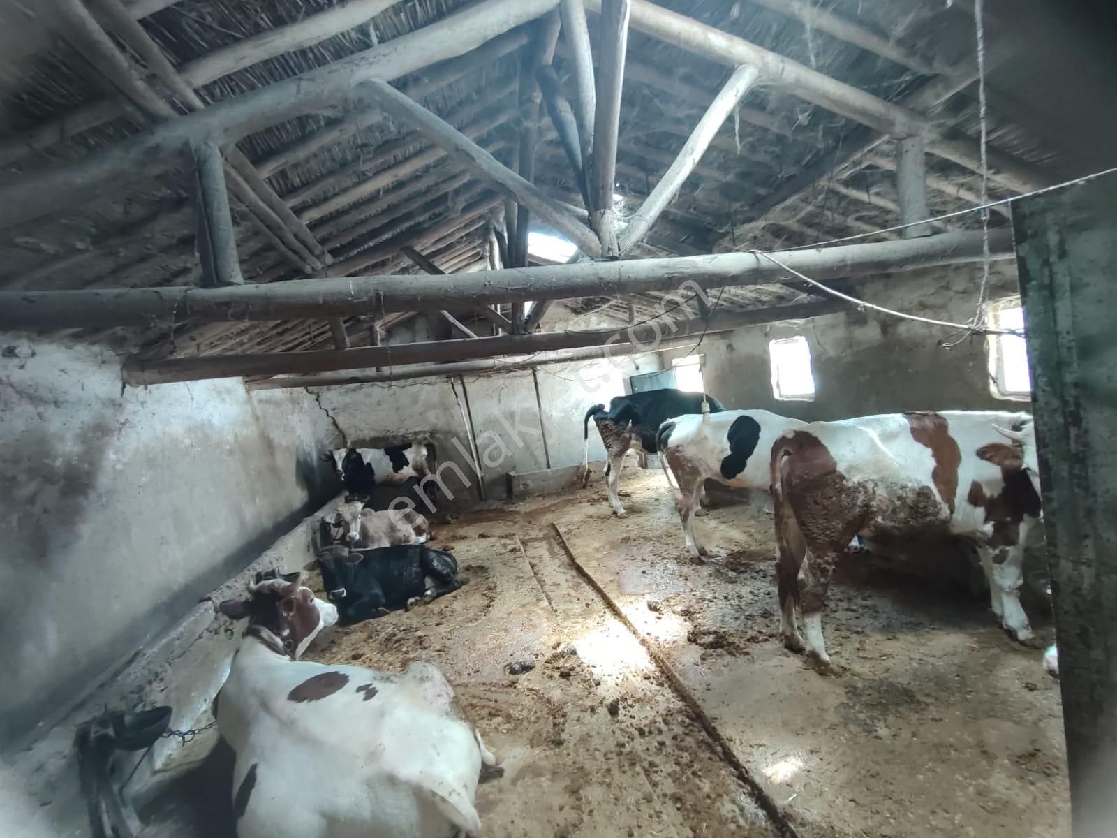 İg`den Saraçoğlu'nda 2228 M2 Arsa 4 Daire 1 Dükkan Besi Çiftliği - Görsel 34