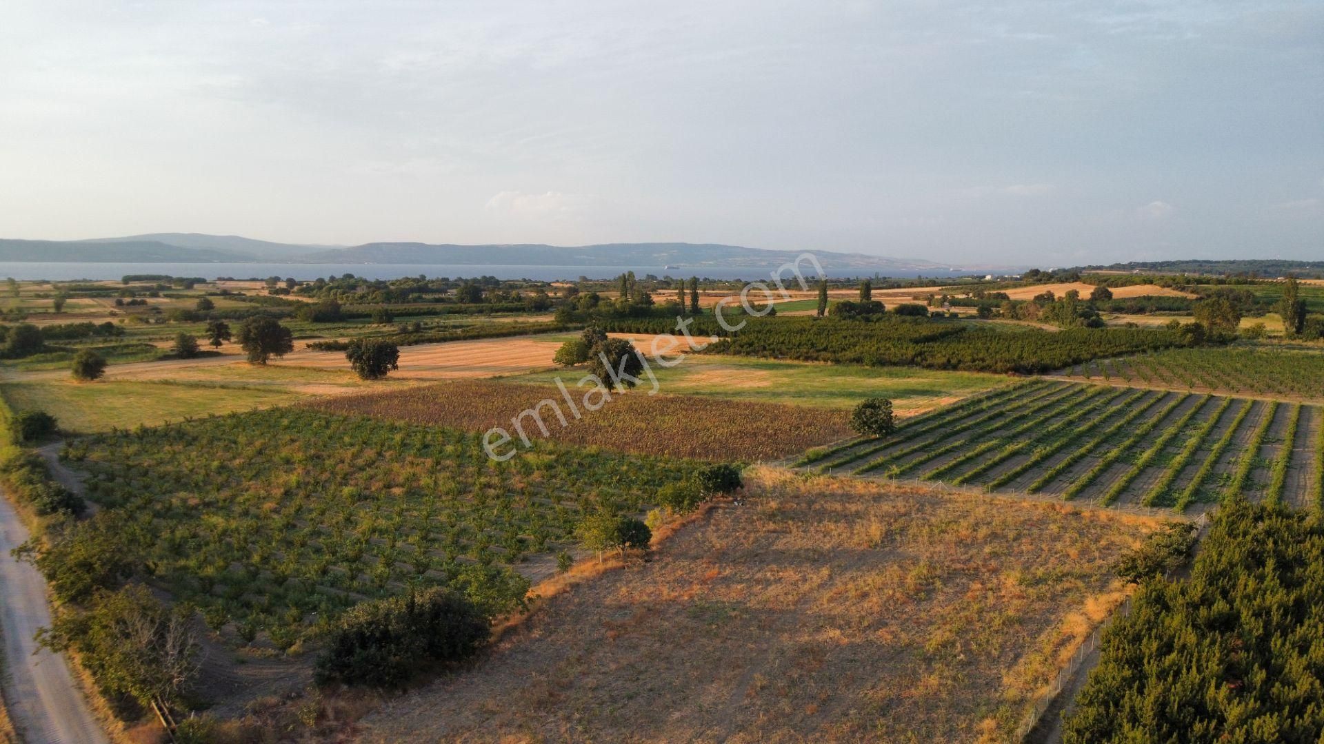 Musaköy'de 3078 M2 Deniz Tarafında Şeftali Tarlası Han Emlaktan - Görsel 35