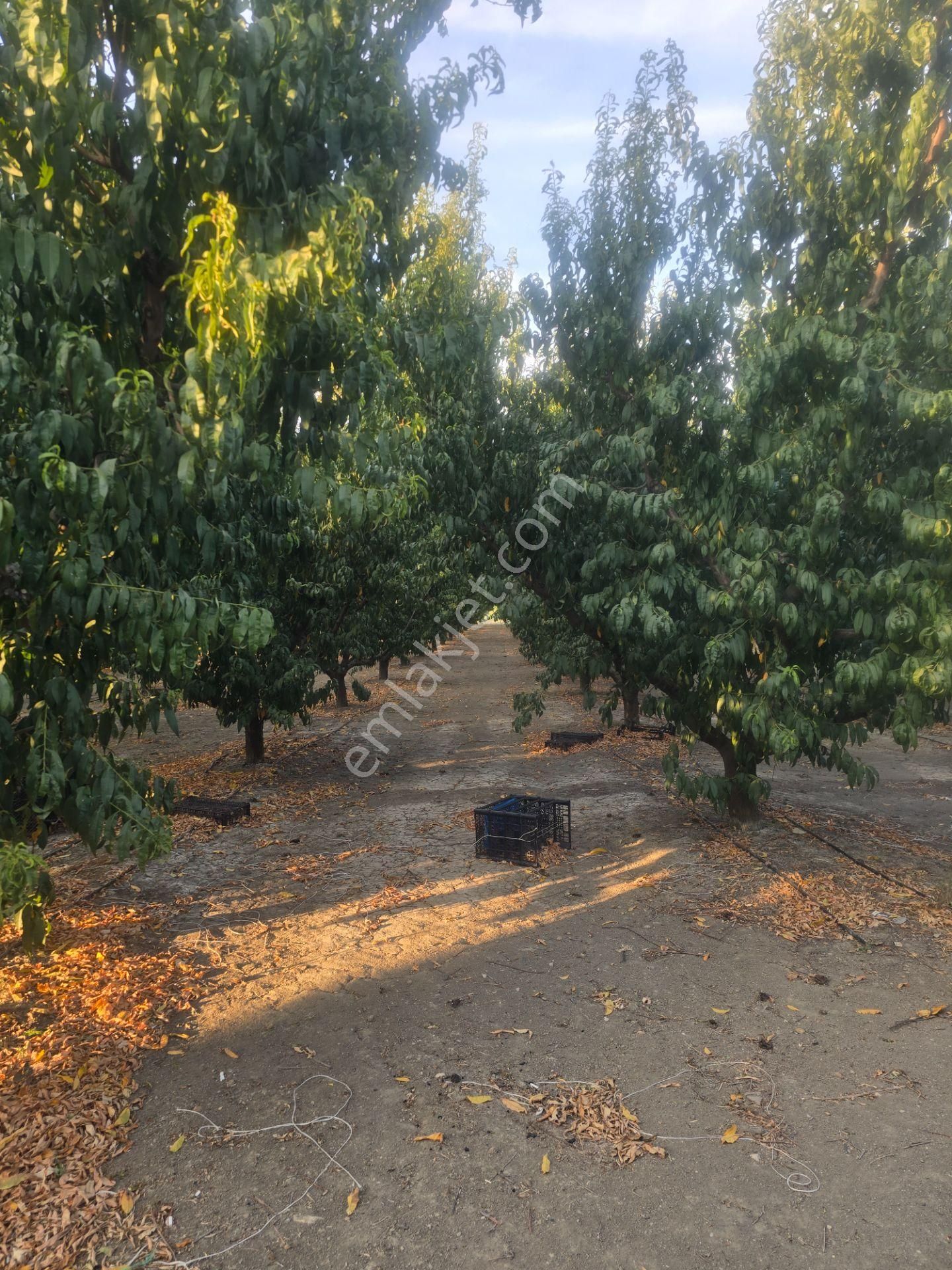 Musaköy'de 3078 M2 Deniz Tarafında Şeftali Tarlası Han Emlaktan - Görsel 27