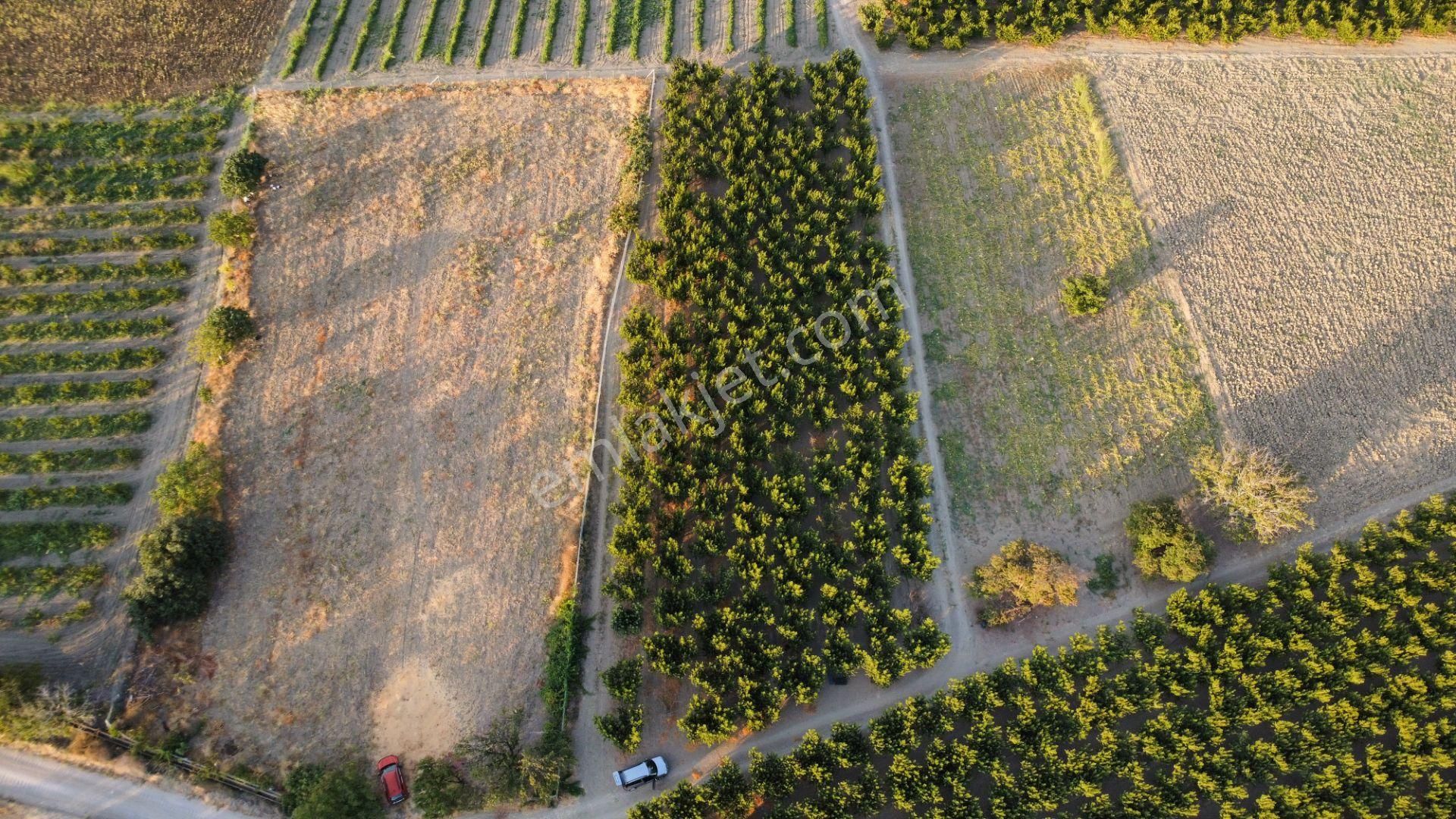 Musaköy'de 3078 M2 Deniz Tarafında Şeftali Tarlası Han Emlaktan - Görsel 21