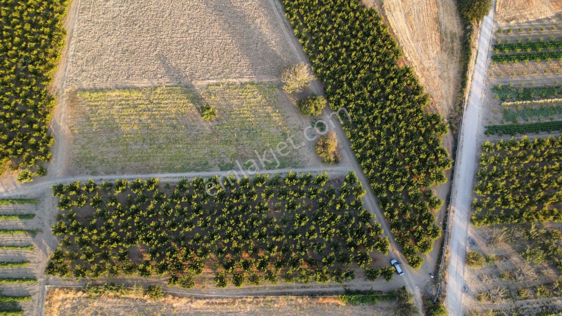 Musaköy'de 3078 M2 Deniz Tarafında Şeftali Tarlası Han Emlaktan - Görsel 19
