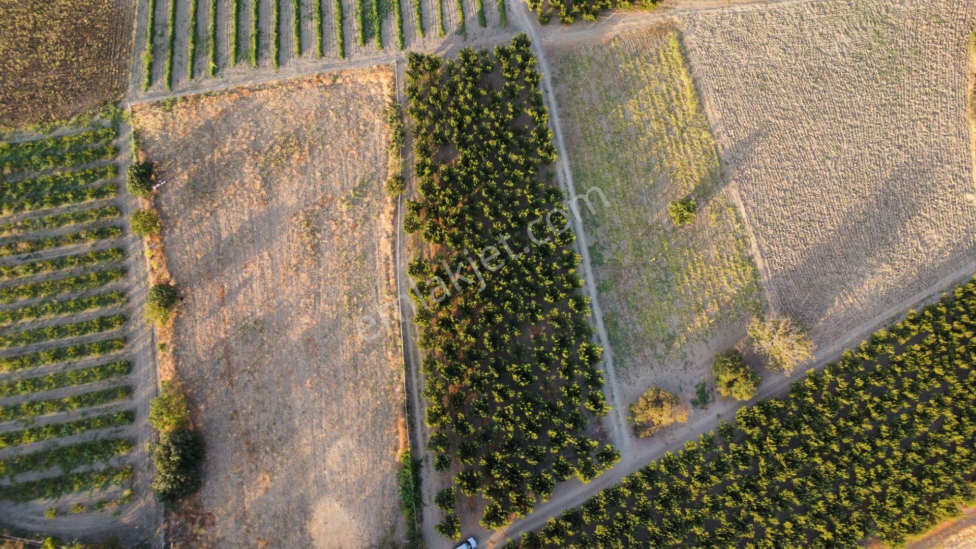 Musaköy'de 3078 M2 Deniz Tarafında Şeftali Tarlası Han Emlaktan - Görsel 8
