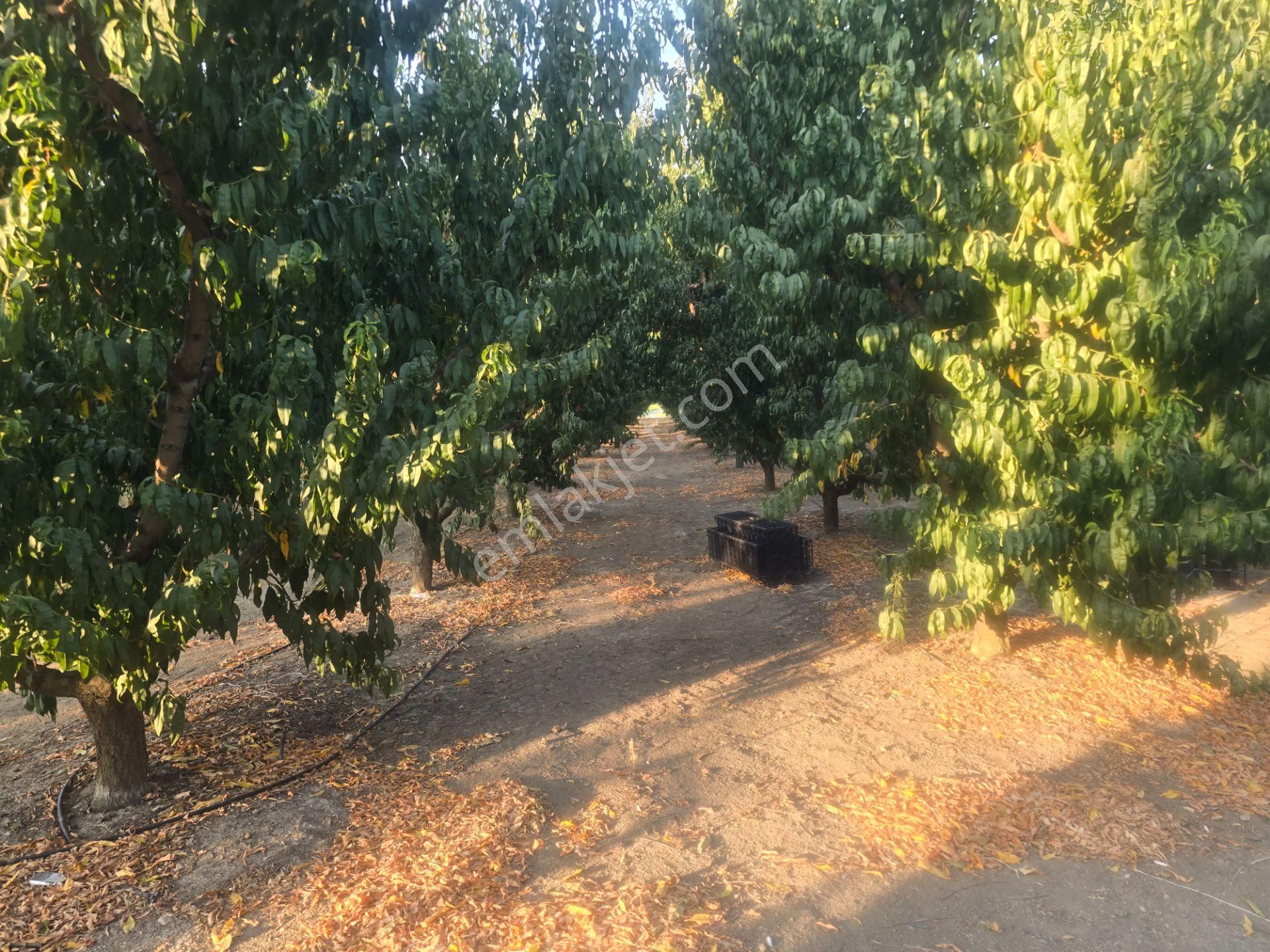 Musaköy'de 3078 M2 Deniz Tarafında Şeftali Tarlası Han Emlaktan - Görsel 30