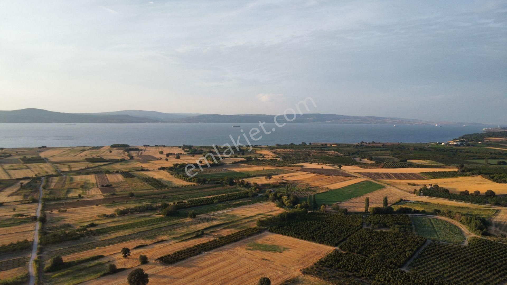Musaköy'de 3078 M2 Deniz Tarafında Şeftali Tarlası Han Emlaktan - Görsel 12
