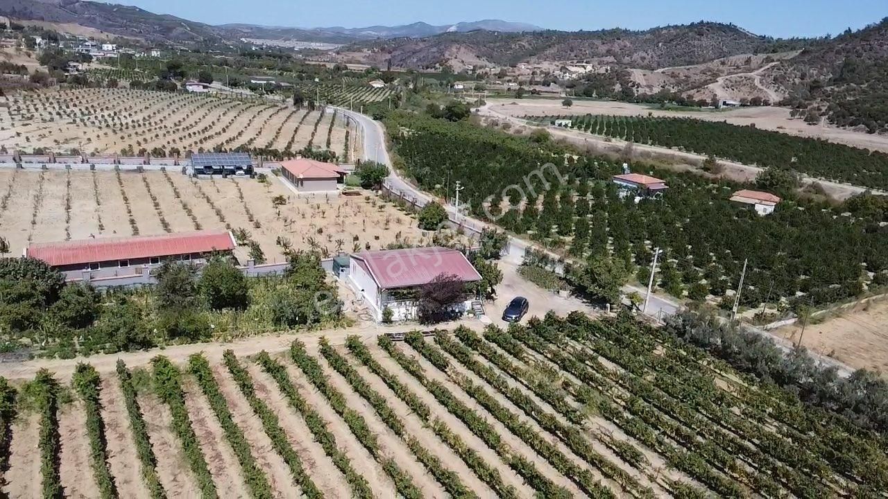 Seferihisar Yatırımlık 10 Dönüm Bağ,asfalt Yol Cepheli - Görsel 11