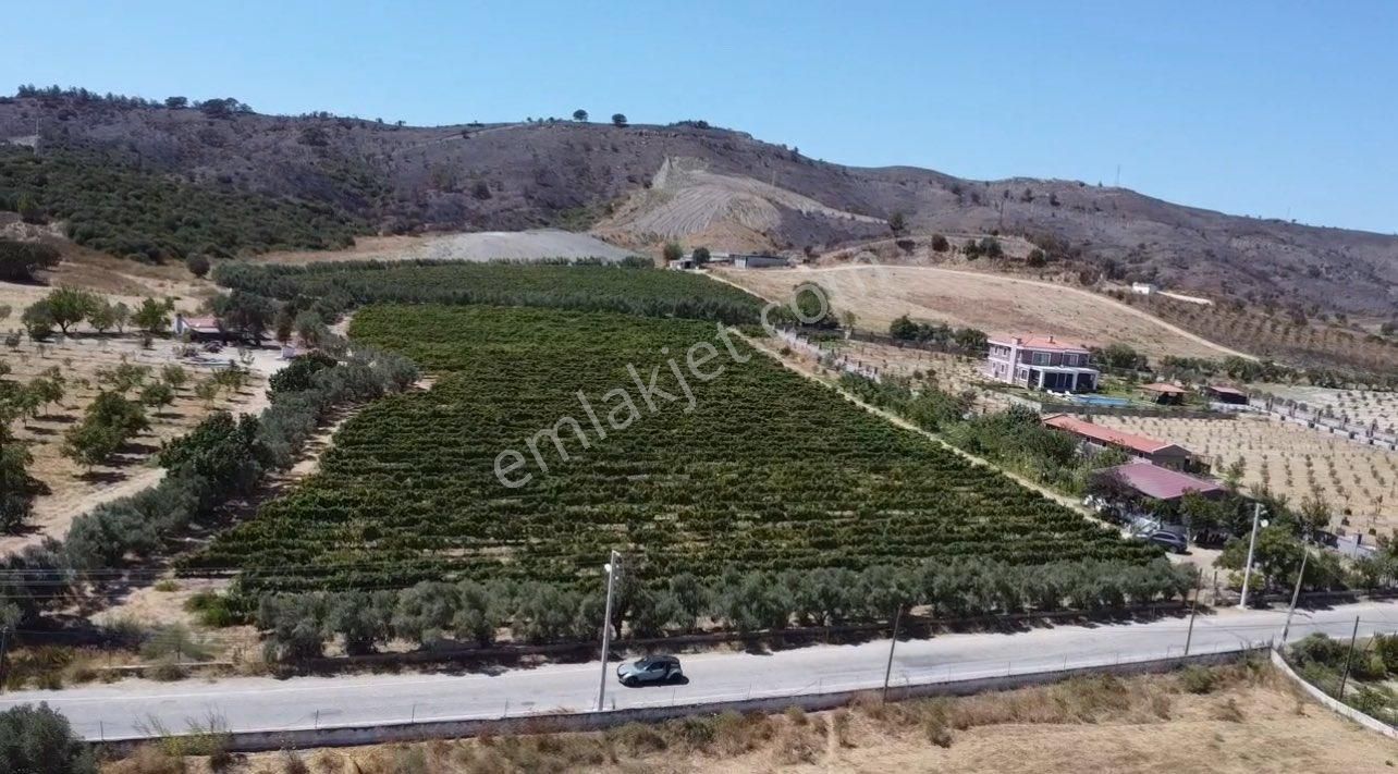 Seferihisar Yatırımlık 10 Dönüm Bağ,asfalt Yol Cepheli - Görsel 6