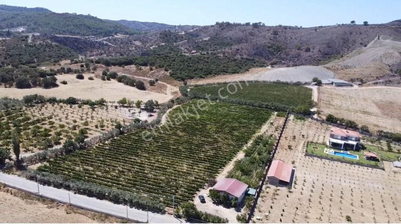 Seferihisar Yatırımlık 10 Dönüm Bağ,asfalt Yol Cepheli - Görsel 2