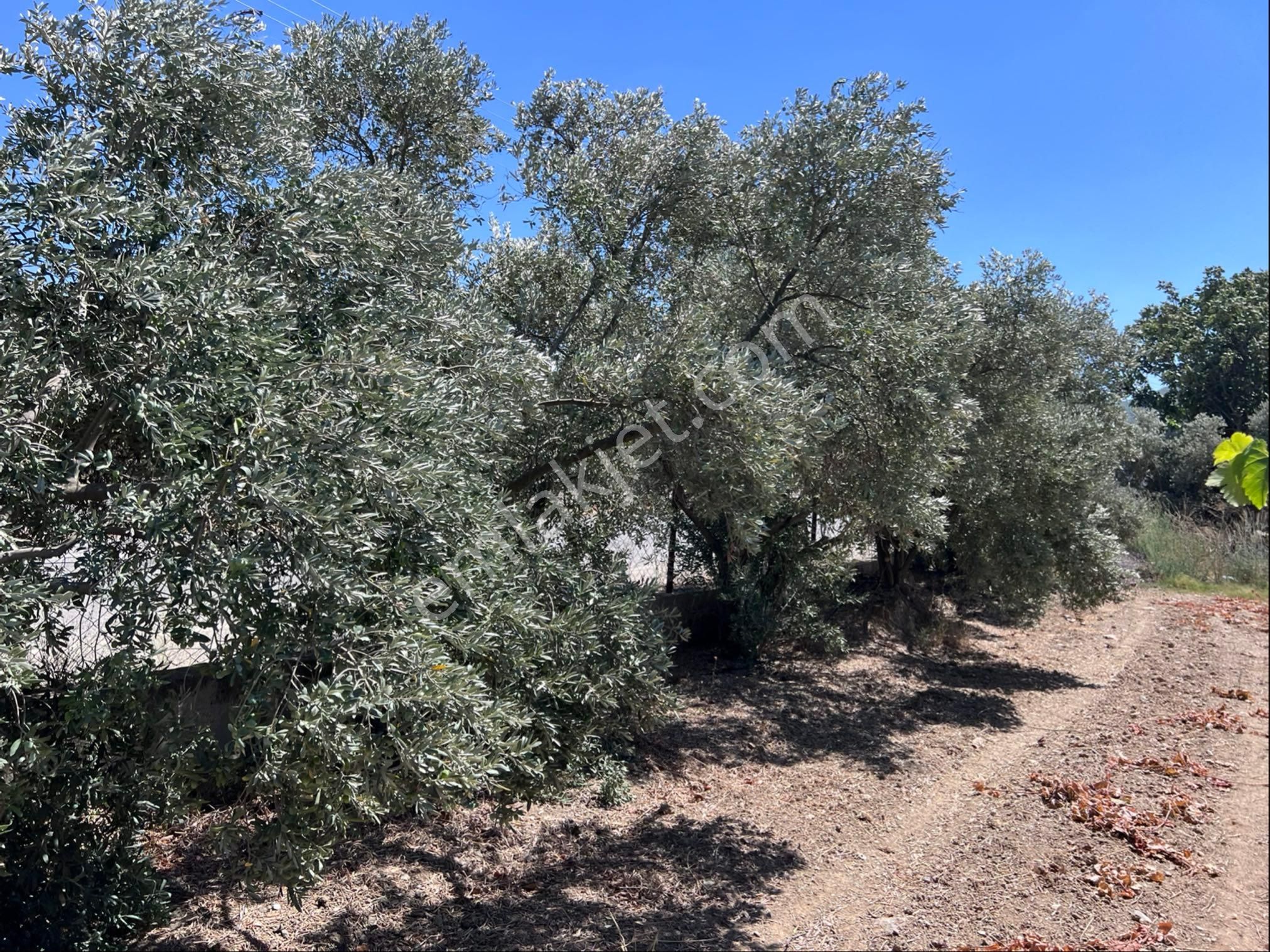 Seferihisar Yatırımlık 10 Dönüm Bağ,asfalt Yol Cepheli - Görsel 19