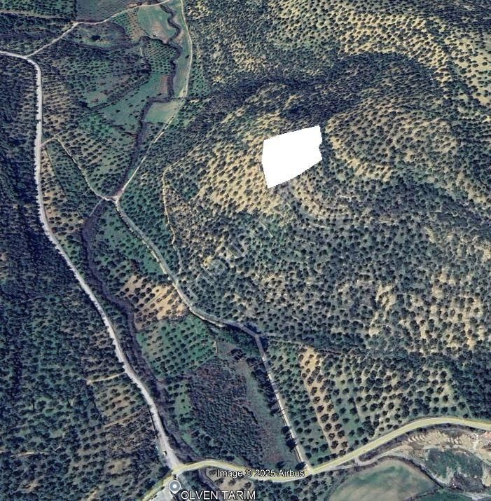 Burhaniye Hisar Da Satılık Zeytinlik - Görsel 2