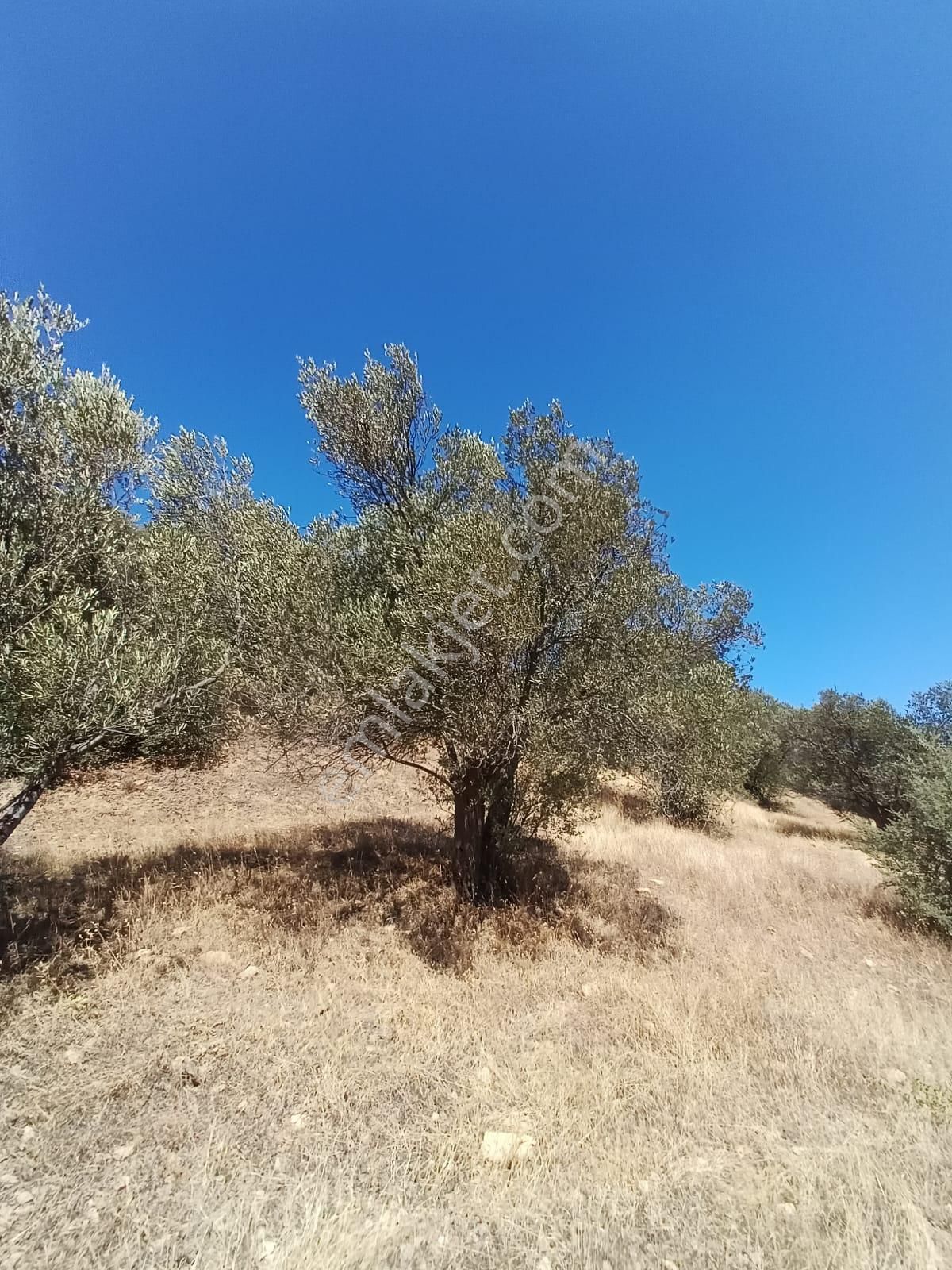 Burhaniye Hisar Da Satılık Zeytinlik - Görsel 9