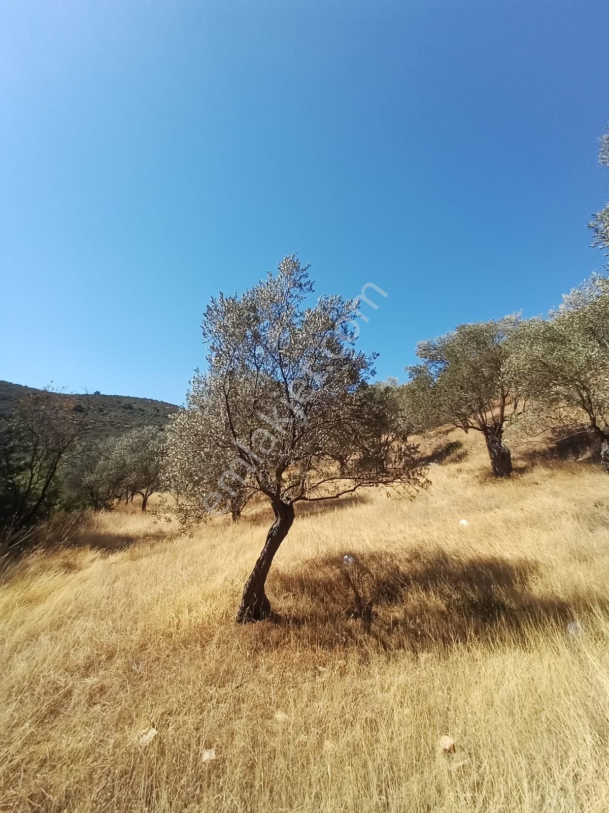 Burhaniye Hisar Da Satılık Zeytinlik - Görsel 4