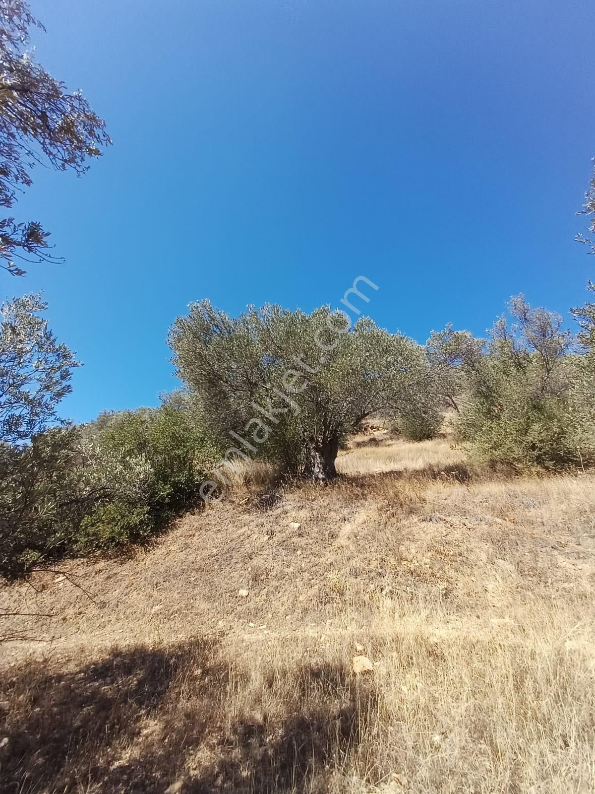 Burhaniye Hisar Da Satılık Zeytinlik - Görsel 6