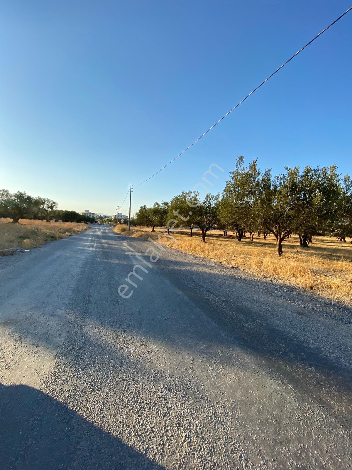 Manisa Akhisar Efem Gayrimenkulden Şehre Yakın 1035 M2 Tarla!! - Görsel 4