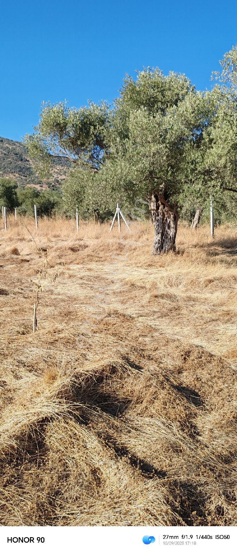 İzmir Bayındır Turan Mahallesinde 101 M² Zeytinlik Satılıktır - Görsel 8