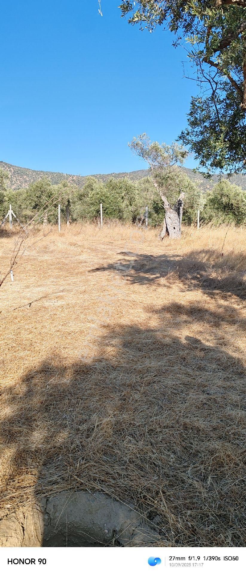 İzmir Bayındır Turan Mahallesinde 101 M² Zeytinlik Satılıktır - Görsel 10