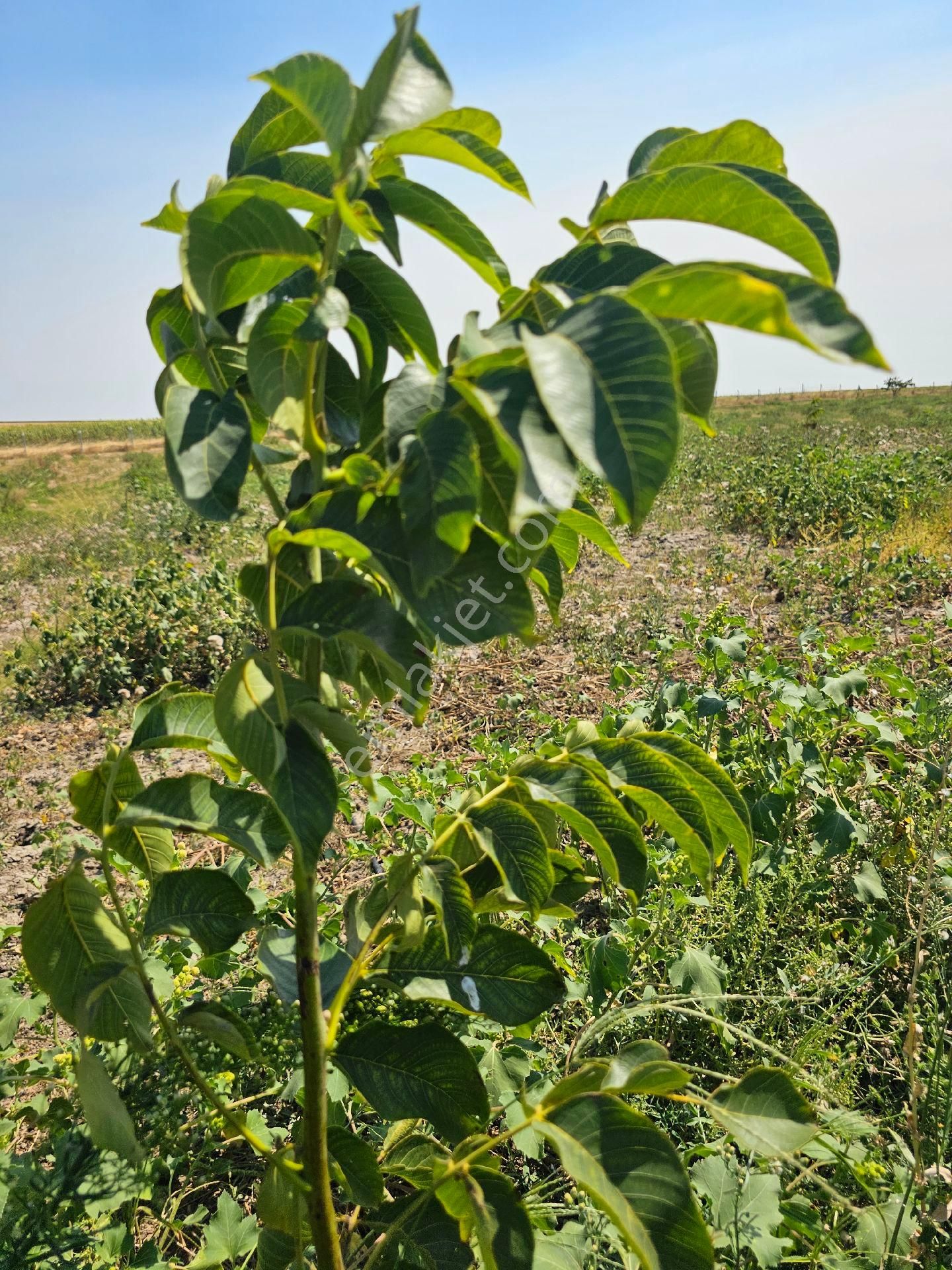Edirne Uzunköprü Satılık Çiftlik Tarla Arsa - Görsel 30