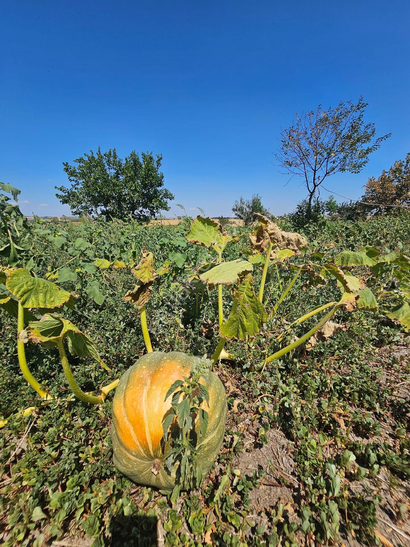 Edirne Uzunköprü Satılık Çiftlik Tarla Arsa - Görsel 26