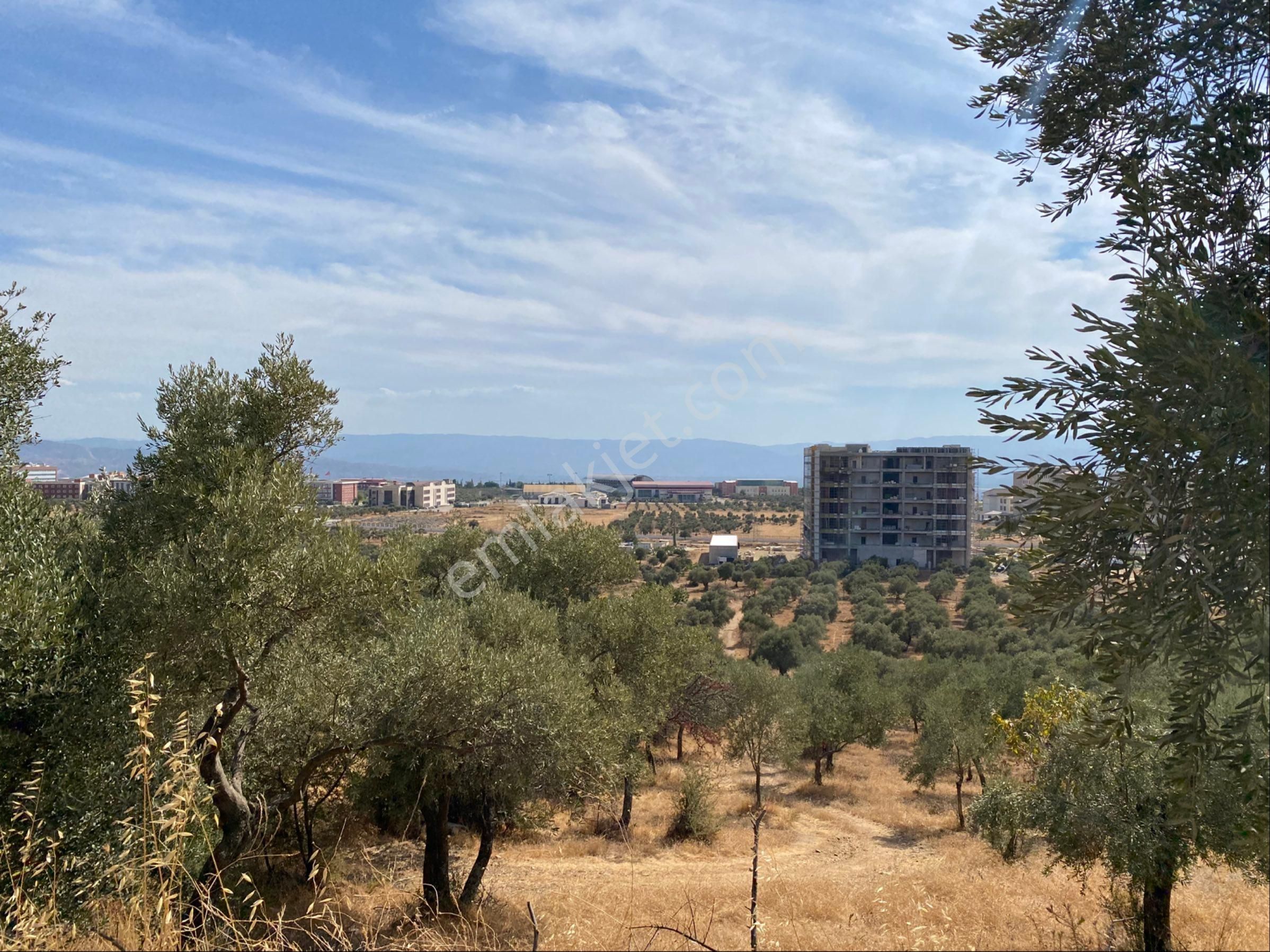 Aydın Kalfaköy'de Satılık Zeytinlik - Görsel 9