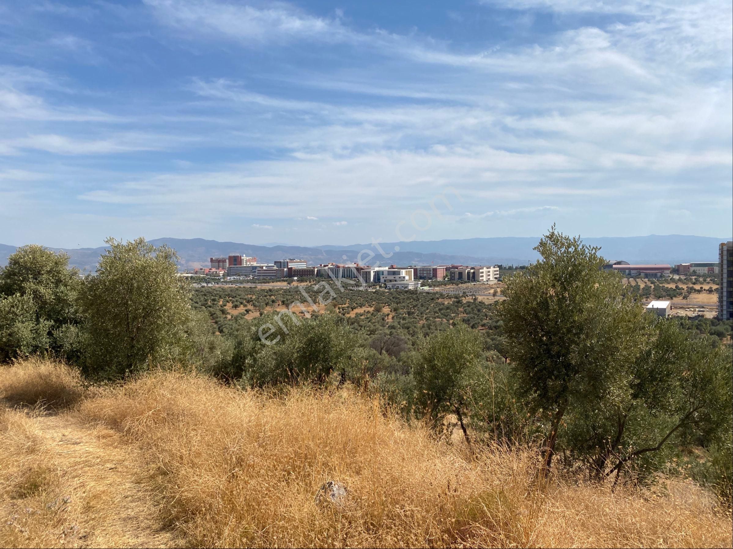 Aydın Kalfaköy'de Satılık Zeytinlik - Görsel 10