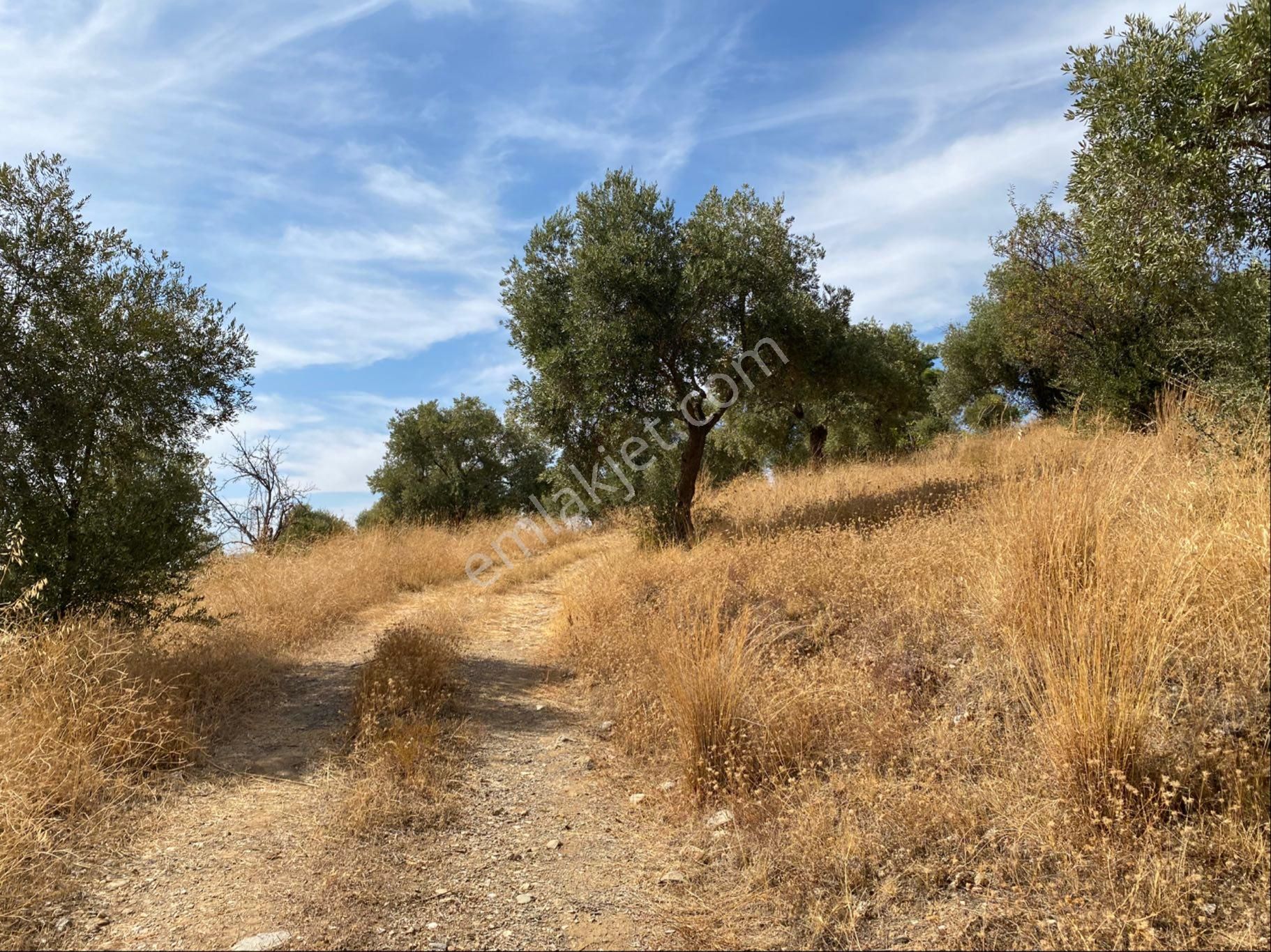 Aydın Kalfaköy'de Satılık Zeytinlik - Görsel 7