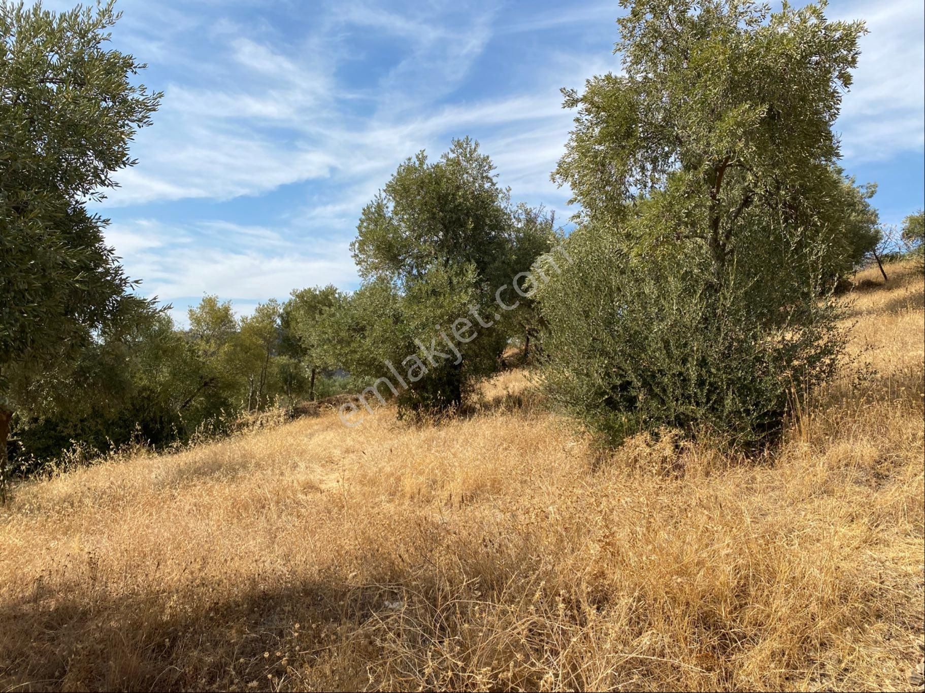 Aydın Kalfaköy'de Satılık Zeytinlik - Görsel 12
