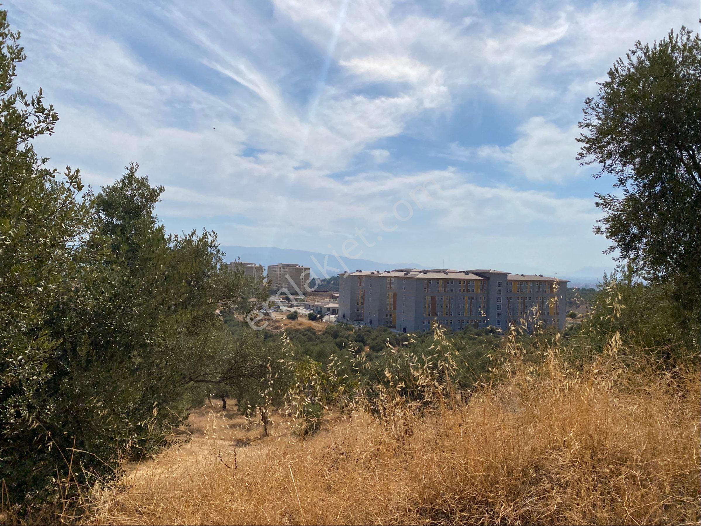 Aydın Kalfaköy'de Satılık Zeytinlik - Görsel 8