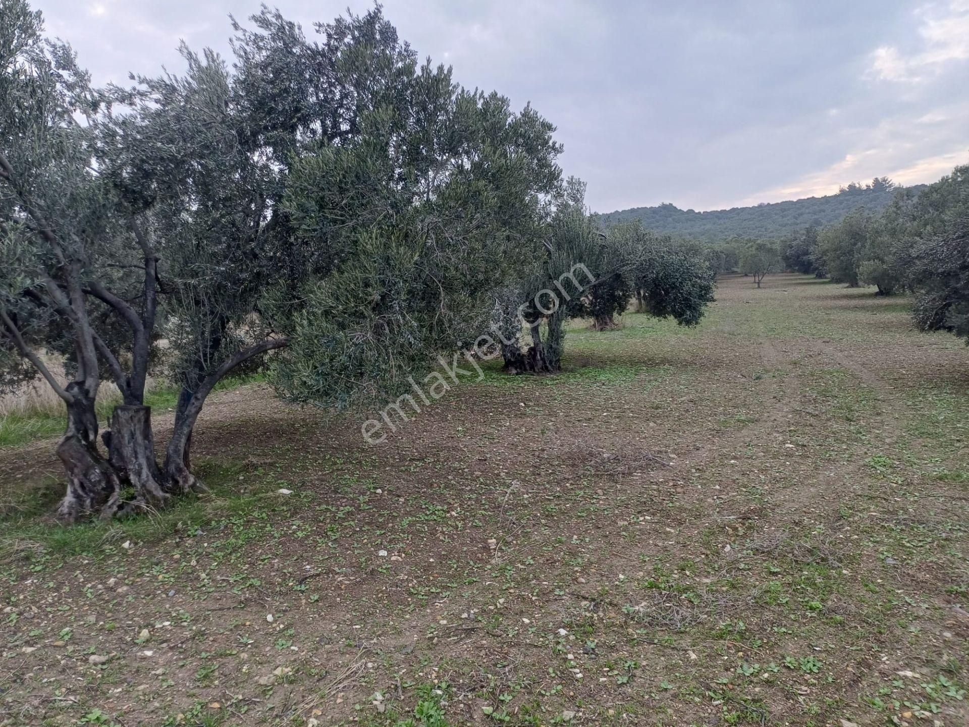 Bülent Ateşci'den Hisseli Zeytinli Tarla - Görsel 11