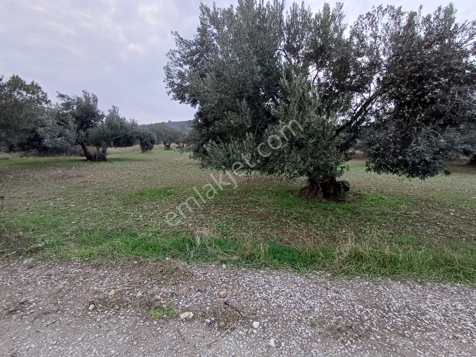 Bülent Ateşci'den Hisseli Zeytinli Tarla - Görsel 4