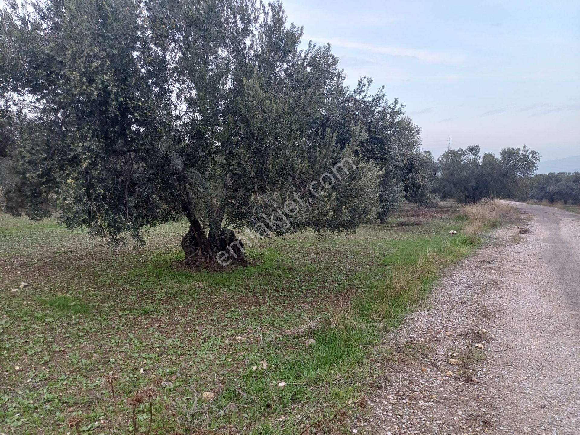 Bülent Ateşci'den Hisseli Zeytinli Tarla - Görsel 10