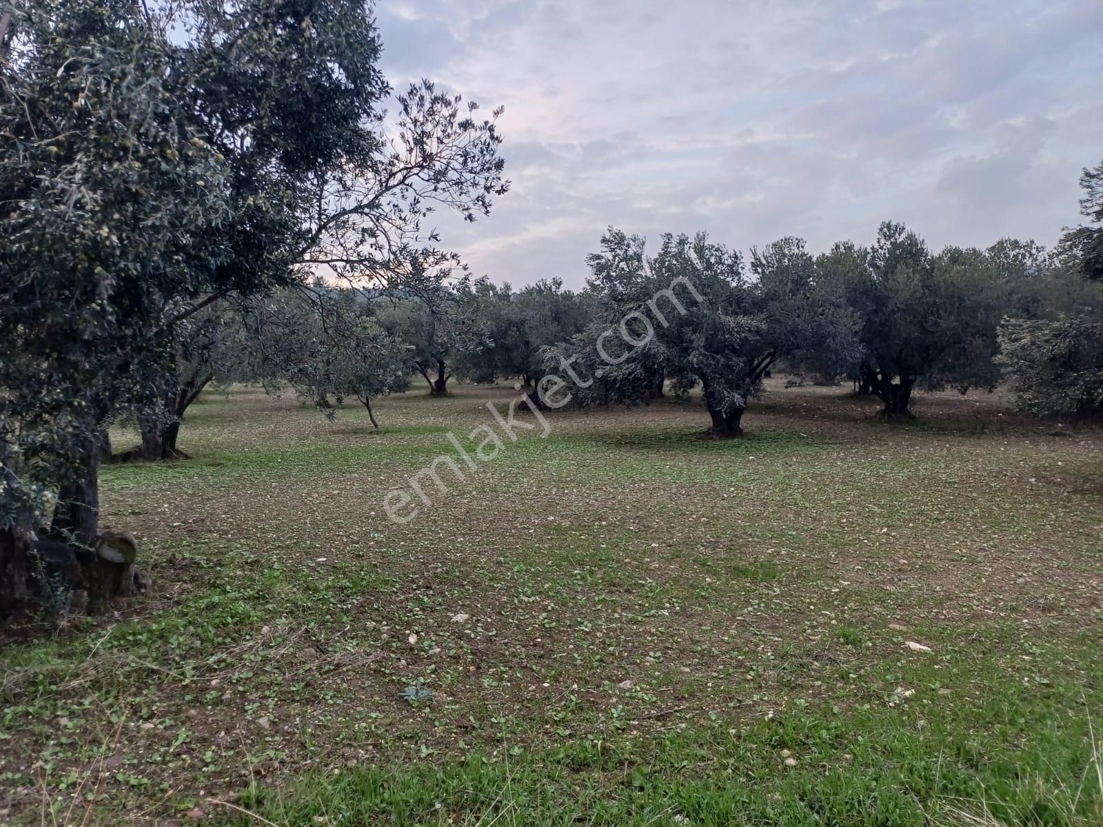 Bülent Ateşci'den Hisseli Zeytinli Tarla - Görsel 6