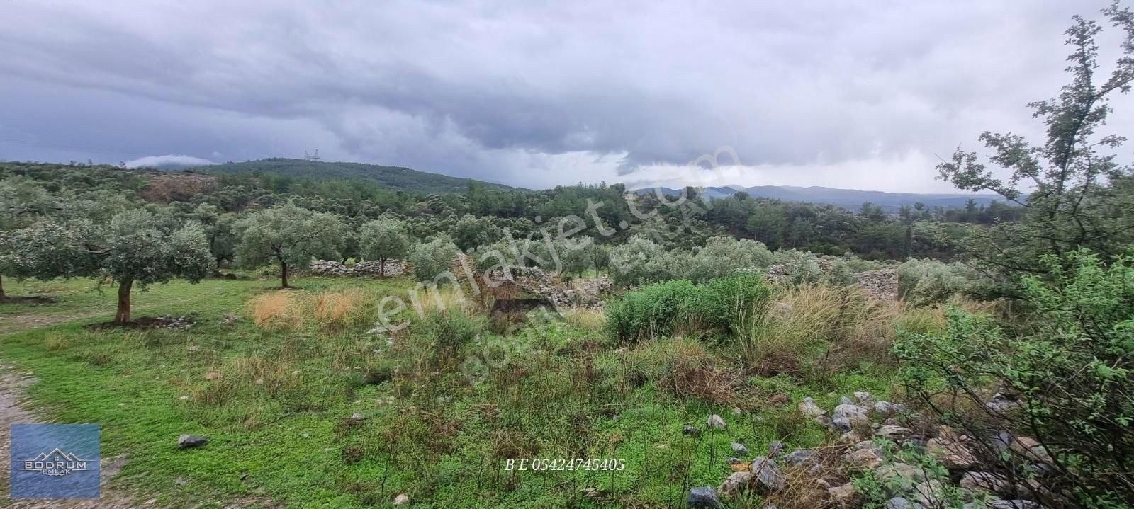 Milas Ulaş İçinde Ev Ve Ahır Kayıtlı 7.750m2 Arazi - Görsel 16