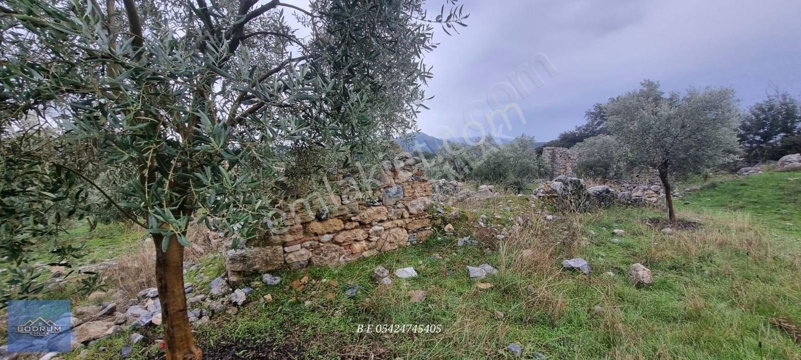 Milas Ulaş İçinde Ev Ve Ahır Kayıtlı 7.750m2 Arazi - Görsel 13