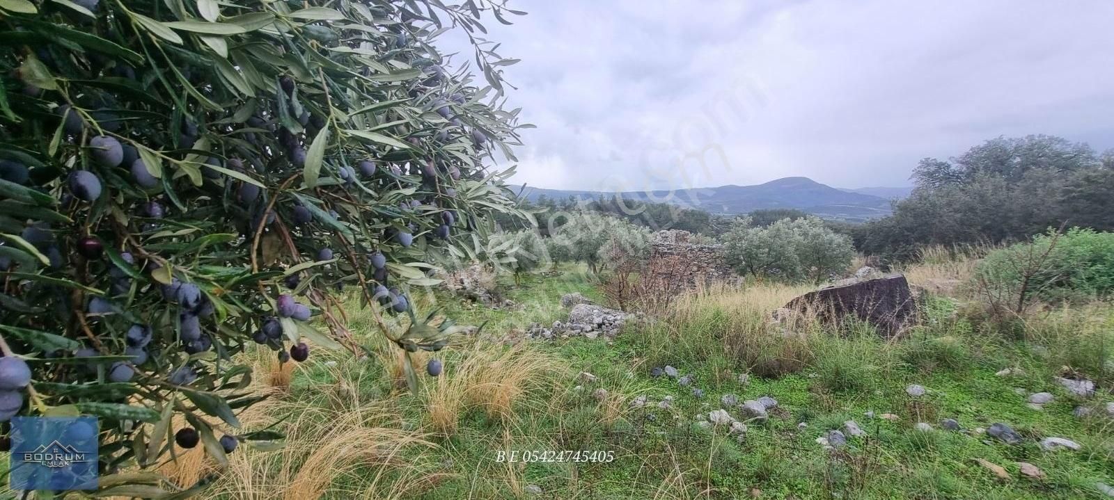 Milas Ulaş İçinde Ev Ve Ahır Kayıtlı 7.750m2 Arazi - Görsel 2