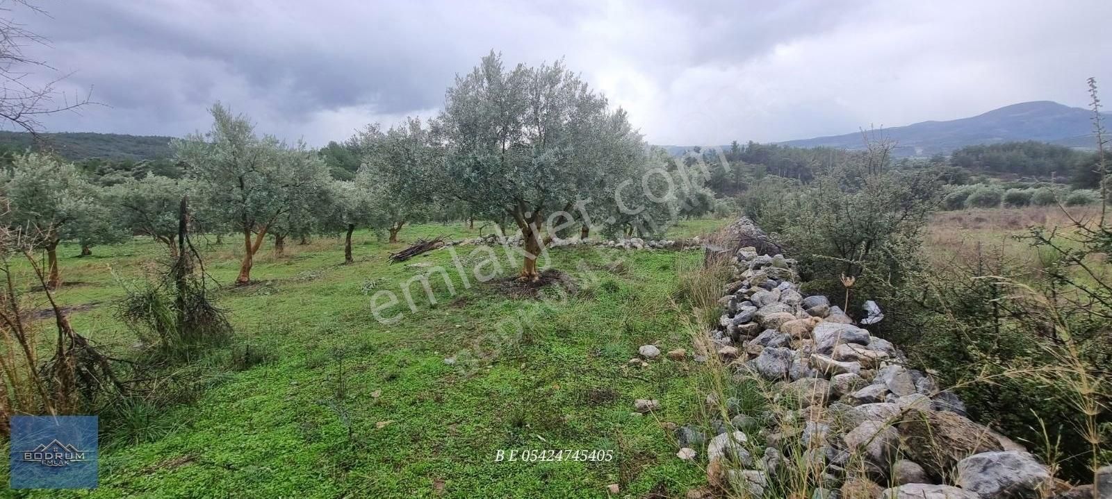 Milas Ulaş İçinde Ev Ve Ahır Kayıtlı 7.750m2 Arazi - Görsel 9