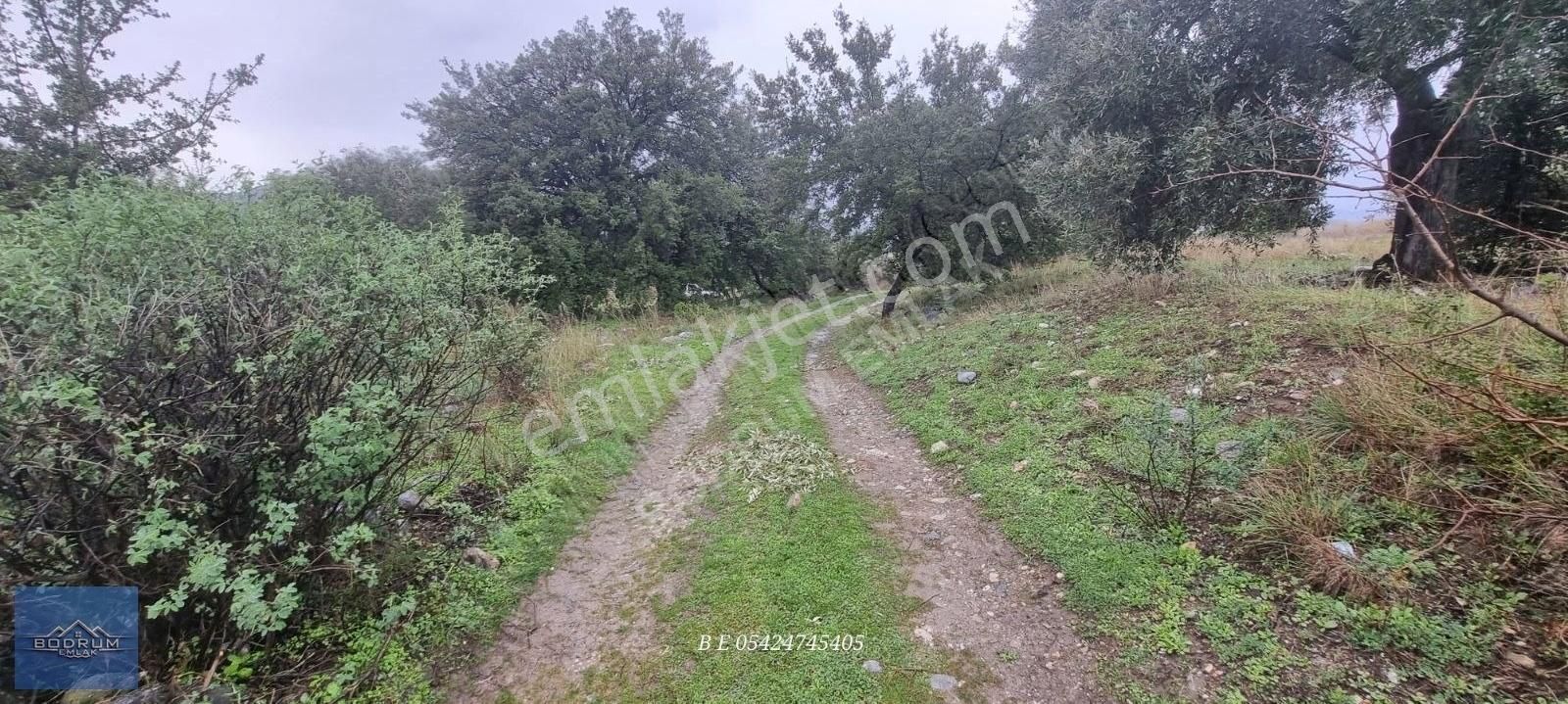 Milas Ulaş İçinde Ev Ve Ahır Kayıtlı 7.750m2 Arazi - Görsel 11
