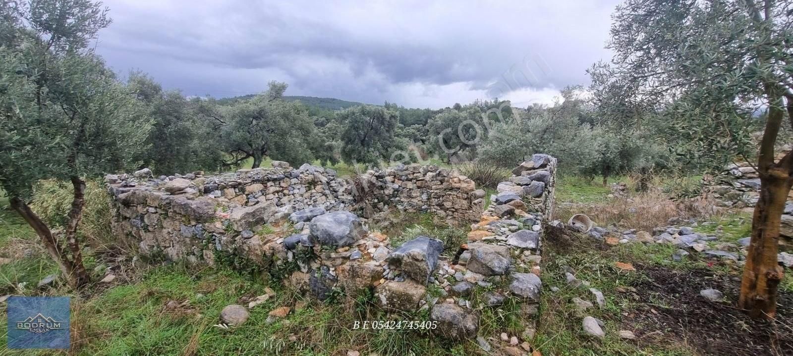 Milas Ulaş İçinde Ev Ve Ahır Kayıtlı 7.750m2 Arazi - Görsel 3