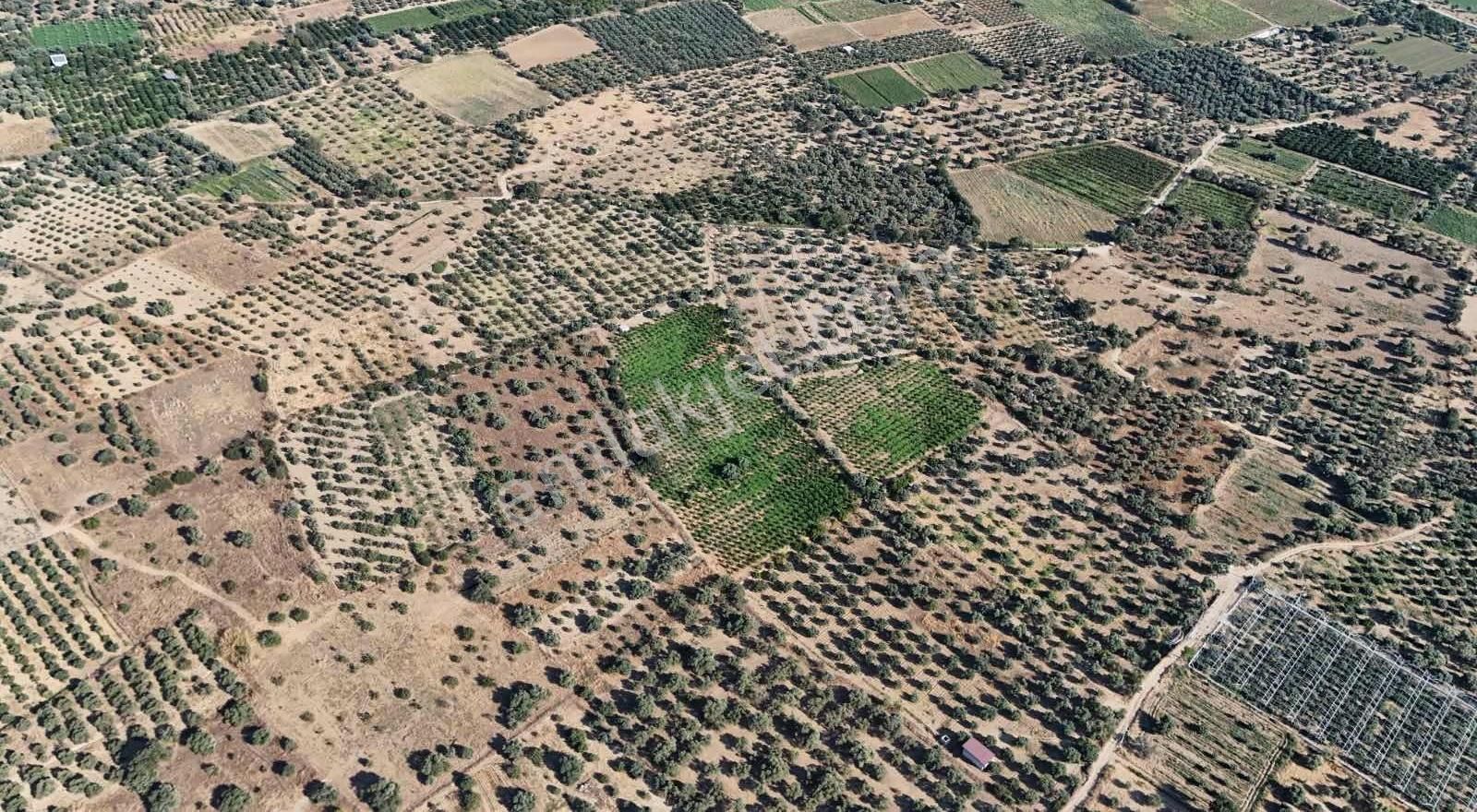 Nazilli Durasıllı Mah. Satılık 26.500 M2 Narlık - Görsel 2