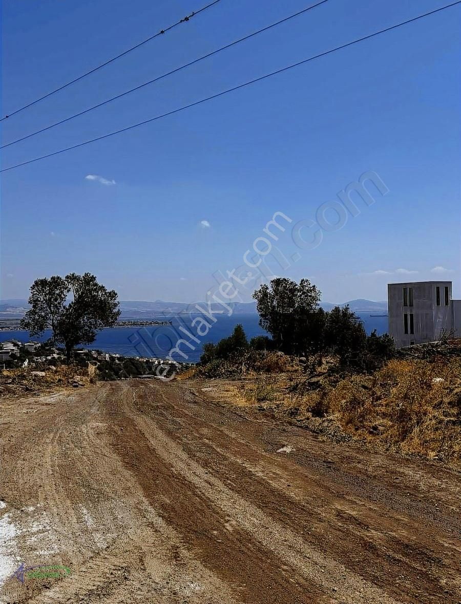 Çandarlıda Deniz Manzaralı Yola Yakın Kaçırılmayacak Zeytinlik