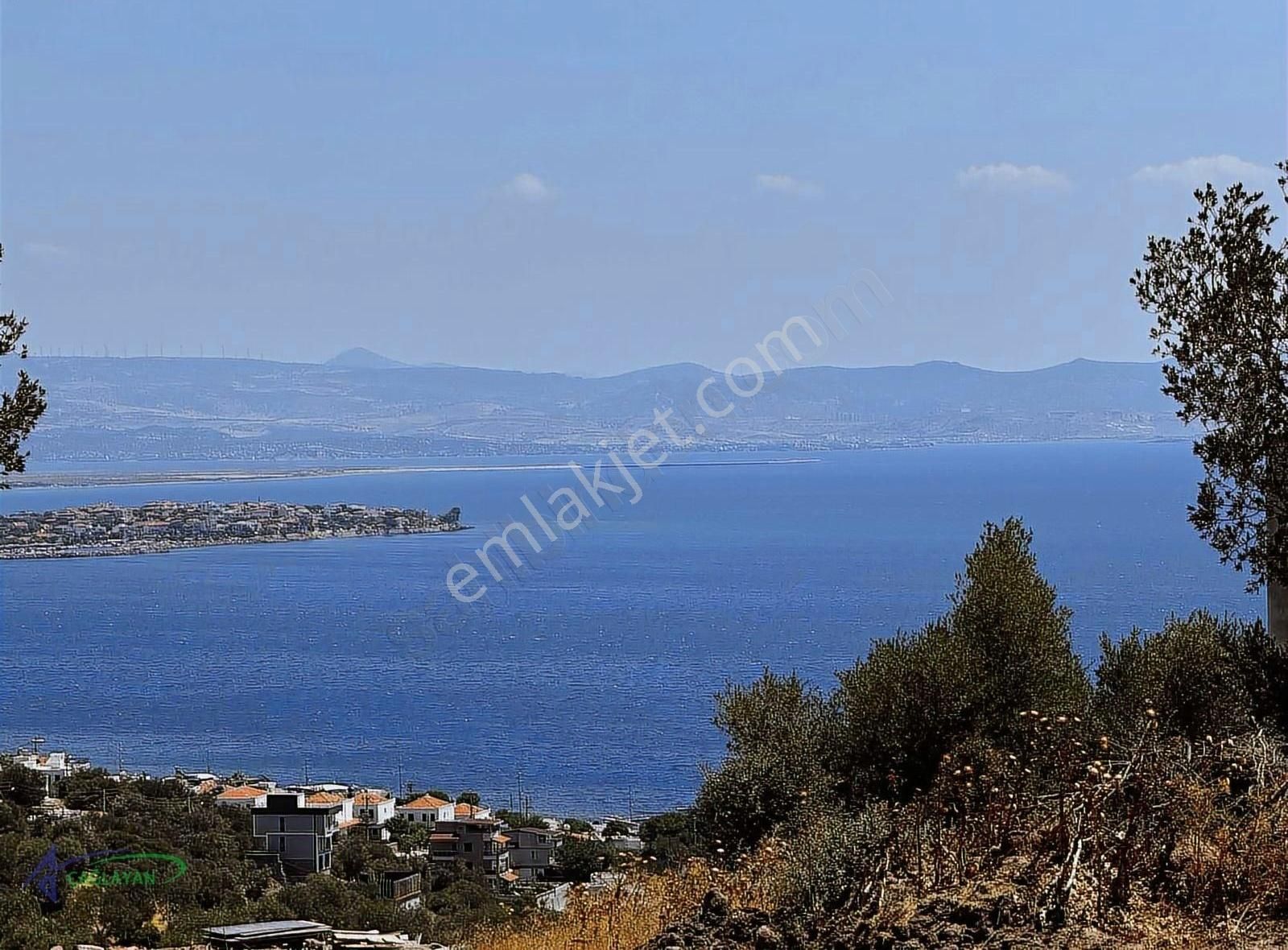 Çandarlıda Deniz Manzaralı Yola Yakın Kaçırılmayacak Zeytinlik - Görsel 6