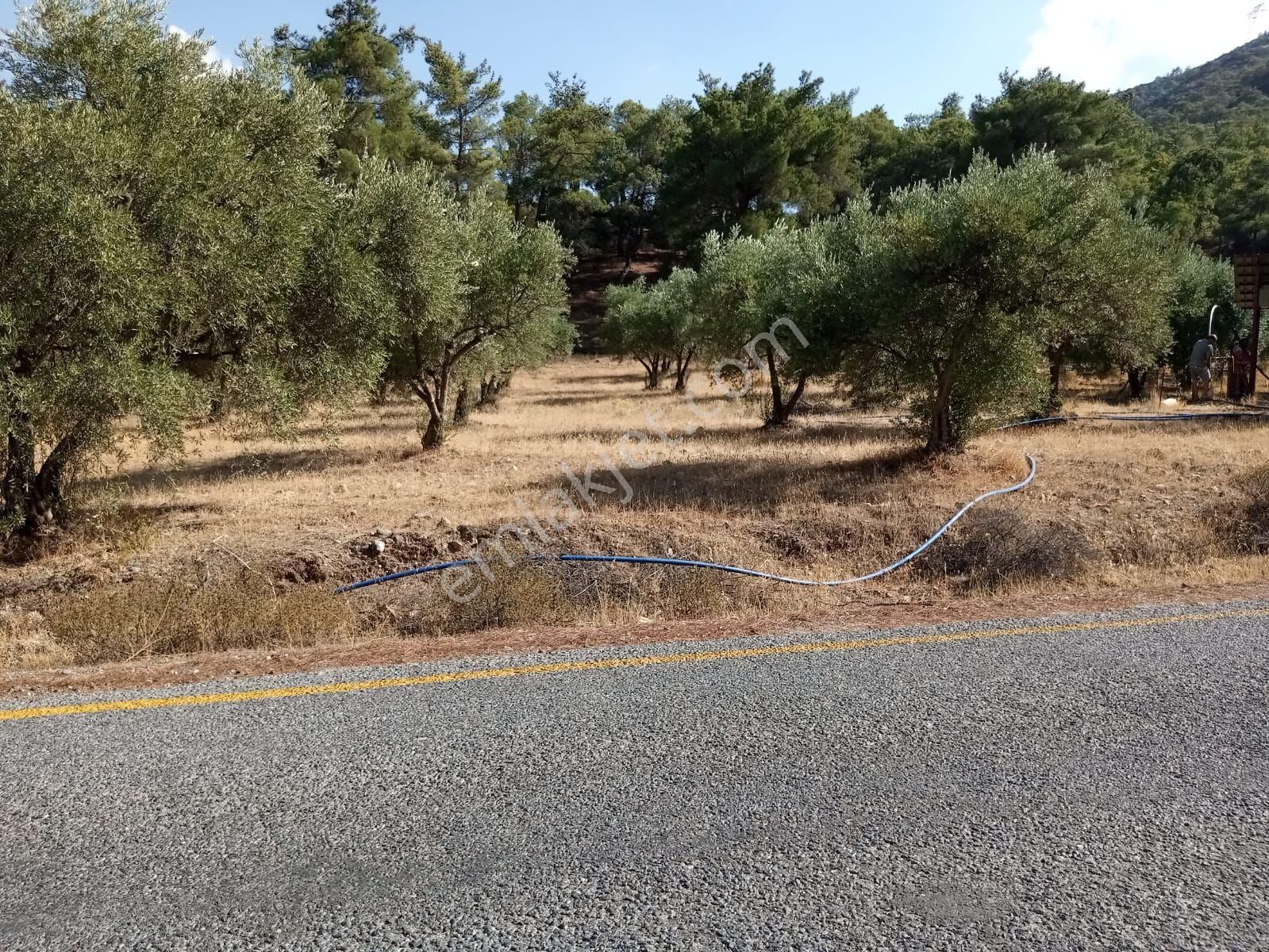 Aydın Bozdoğan Kemer Mah Satılık Zeytinlik - Görsel 7
