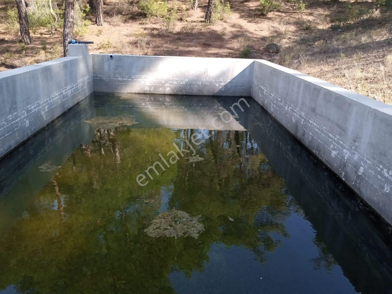 Aydın Bozdoğan Kemer Mah Satılık Zeytinlik - Görsel 4