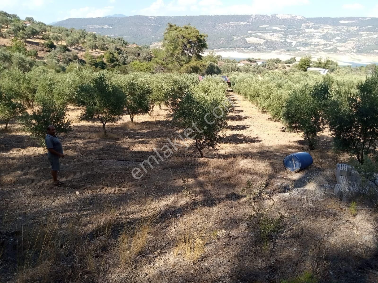Aydın Bozdoğan Kemer Mah Satılık Zeytinlik - Görsel 6