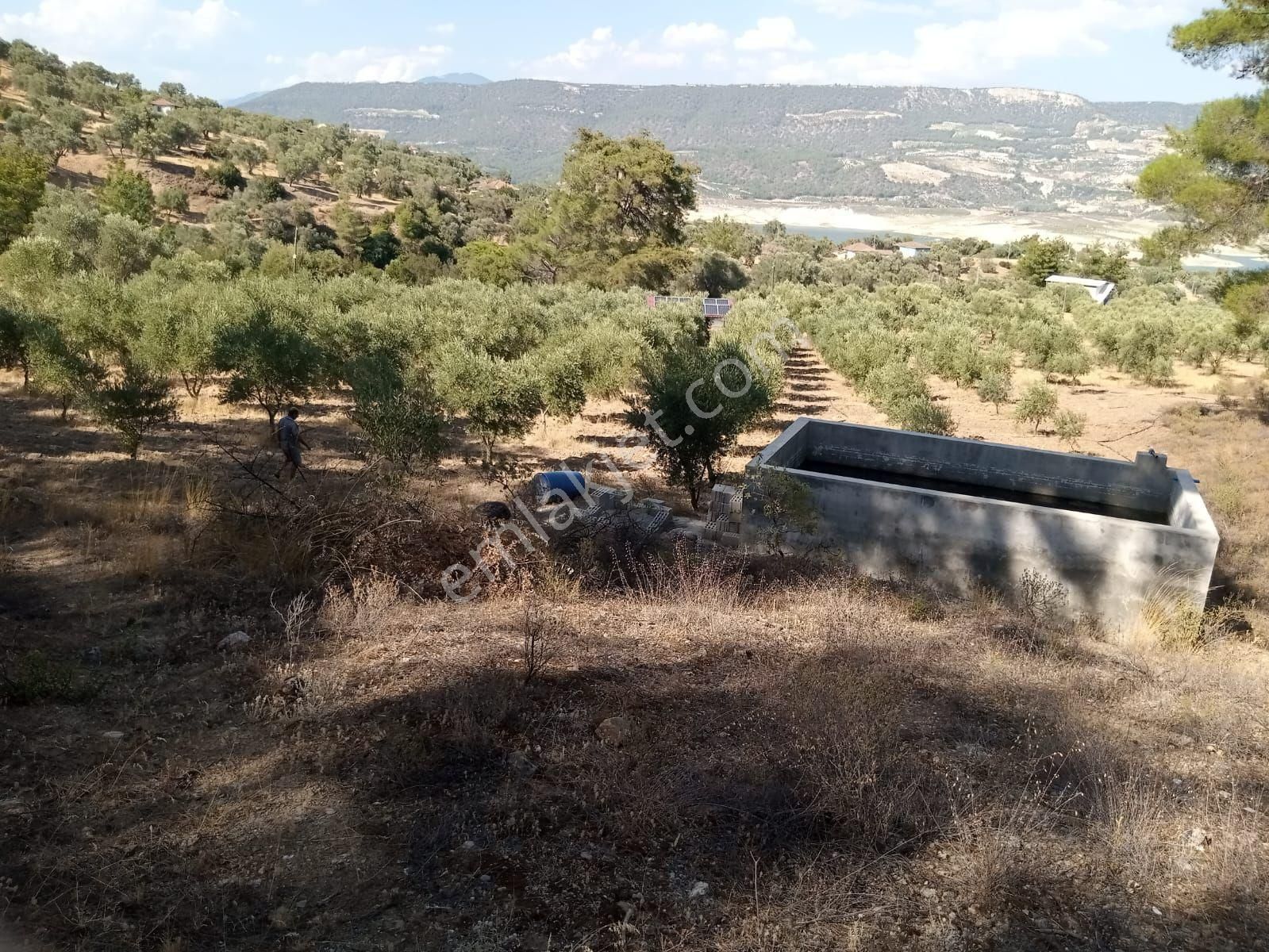 Aydın Bozdoğan Kemer Mah Satılık Zeytinlik - Görsel 2