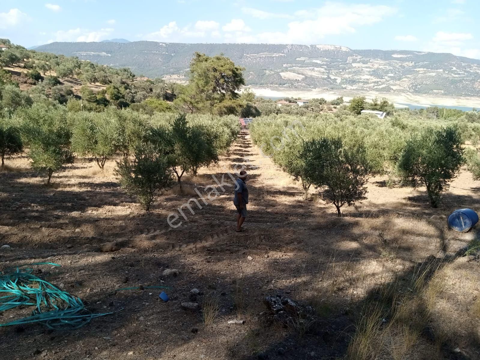 Aydın Bozdoğan Kemer Mah Satılık Zeytinlik - Görsel 5