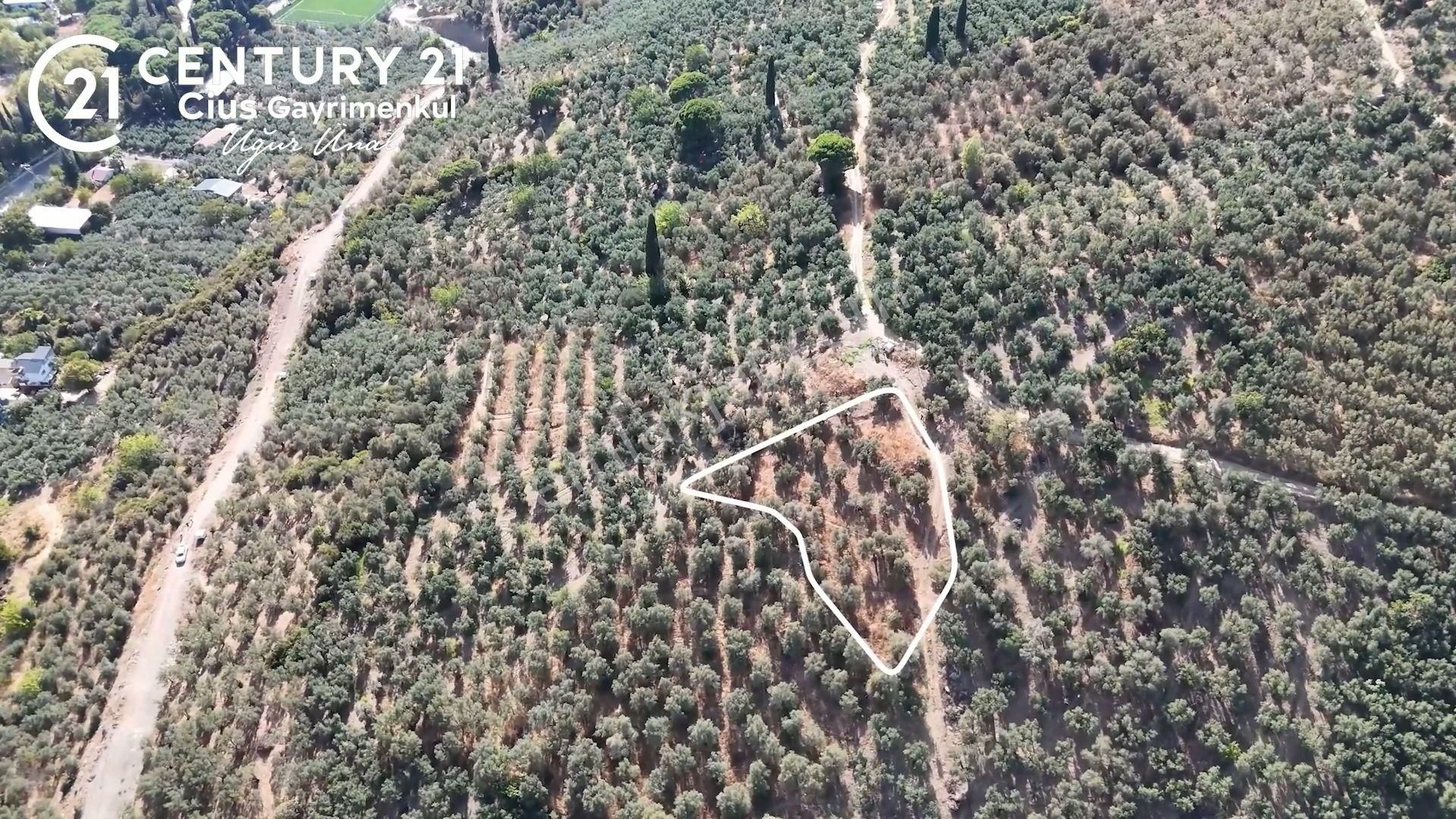 C21cius: Kumla Köy Üstü 2 Ayrı Tapulu 2581 M2 Zeytinlik - Görsel 3