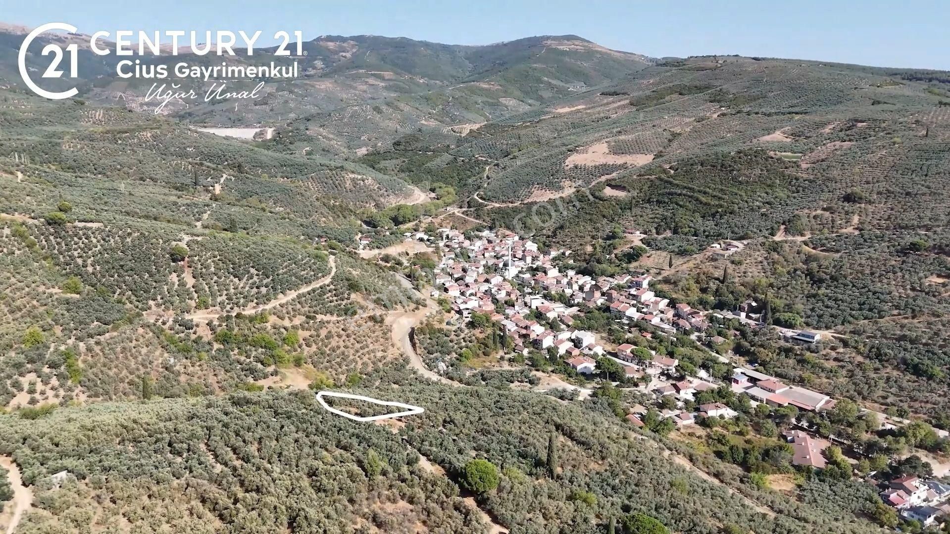 C21cius: Kumla Köy Üstü 2 Ayrı Tapulu 2581 M2 Zeytinlik - Görsel 4