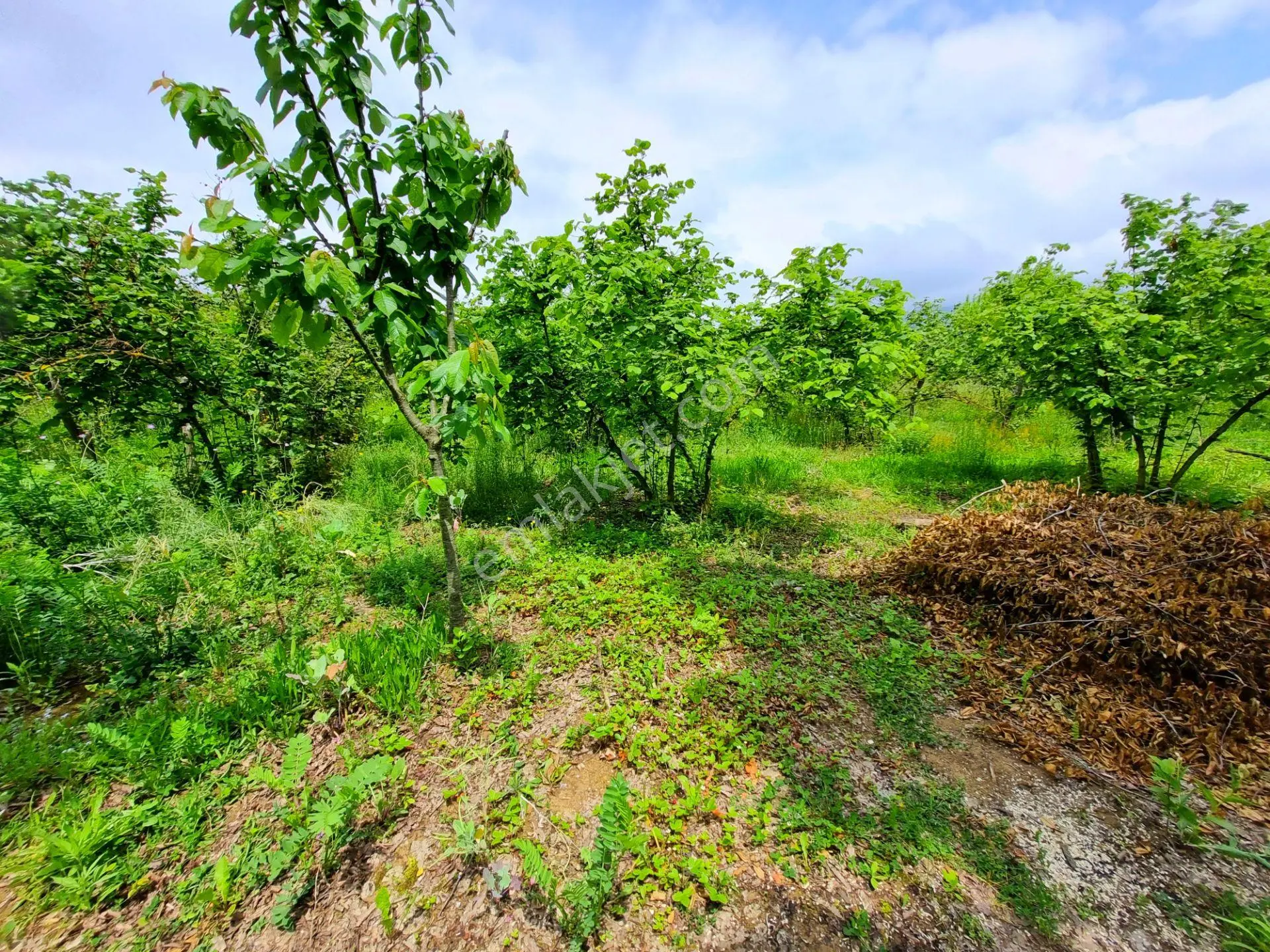 Hak Emlak'tan Boğaziçi-kabalak Mah. Satılık 2.883m² Hobi Bahçesi - Görsel 6