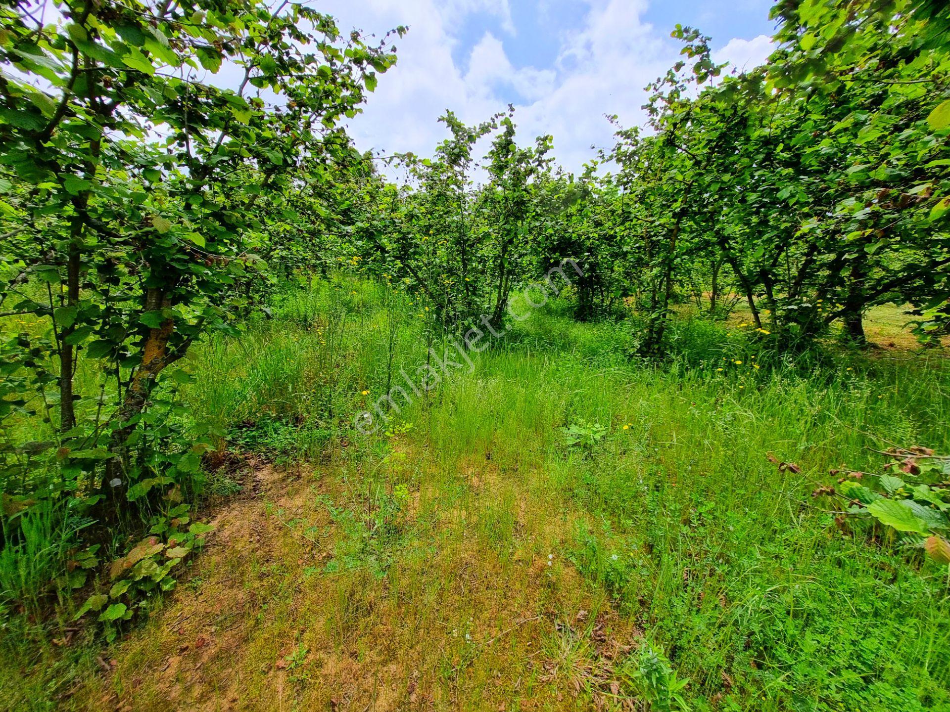 Hak Emlak'tan Boğaziçi-kabalak Mah. Satılık 2.883m² Hobi Bahçesi - Görsel 3